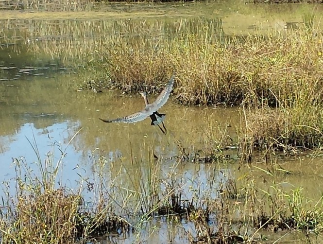 Little Blue Heron at Deegan & Hinkle Lakes Park
